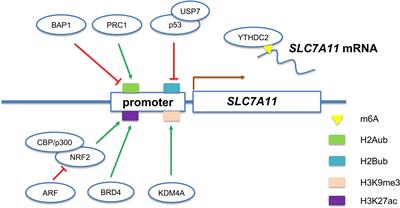 Epigenetic Regulation of Ferroptosis-Associated Genes and Its Implication in Cancer Therapy